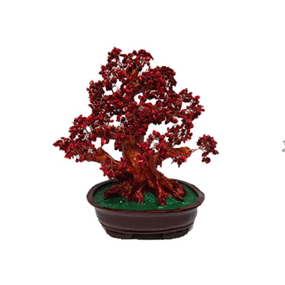 RED CORAL TREE