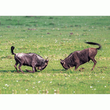 Load image into Gallery viewer, wildebeest Tripple 3D Picture (MINIMUM OF 4)
