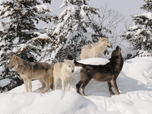 Load image into Gallery viewer, Wolf 3D Triple Image  (MINIMUM OF 4)
