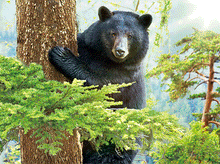 Load image into Gallery viewer, Black Bear Tripple 3D Picture   (MINIMUM OF 4)
