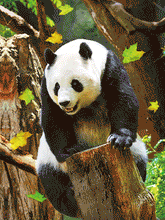 Load image into Gallery viewer, Panda Bear 3D Lencticular Picture (MINIMUM OF 4)
